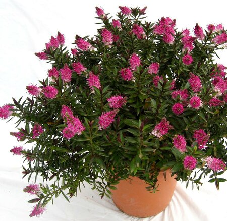 Raspberry Ripple Hebe