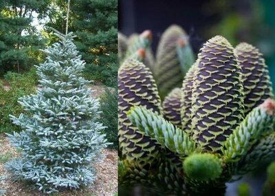 Horstmann's Silberlocke True Fir