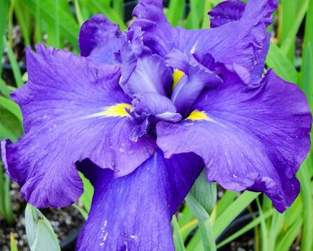 Blue Emperor Japanese Water Iris