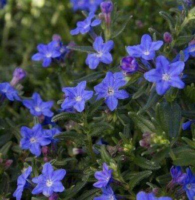 Grace Ward Lithodora