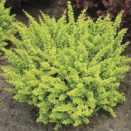 Sunsation Barberry