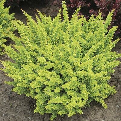 Sunsation Barberry