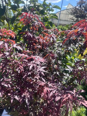 Winter'S Red Columnar Japanese Maple