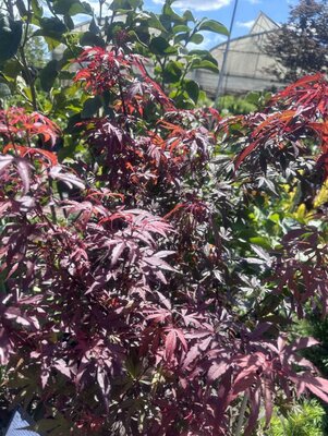 Winter'S Red Columnar Japanese Maple