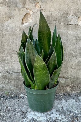 Snake Plant Fabi - image 2