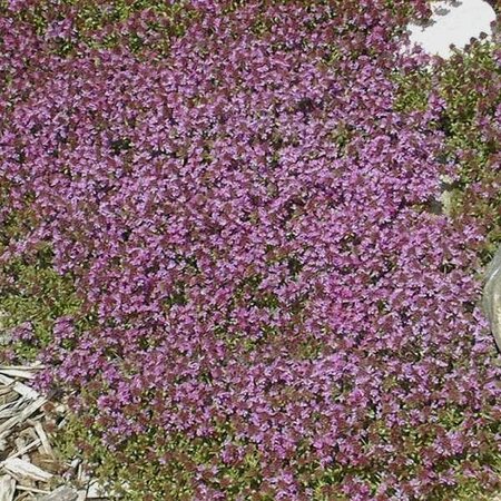 Pink Chintz Thyme