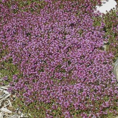 Pink Chintz Thyme