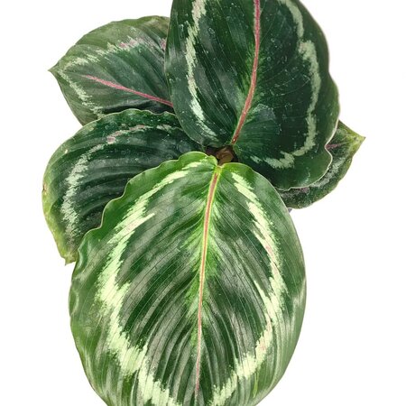 Calathea Medallion