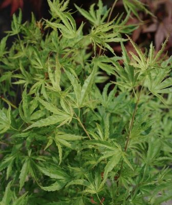 Dr. Seuss Japanese Maple