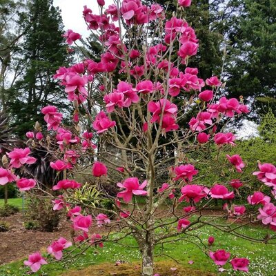 Felix Jury Magnolia