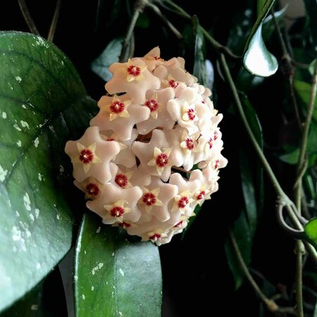 Hoya Carnosa - image 2