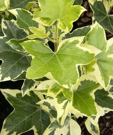 Angiostar Fatshedera
