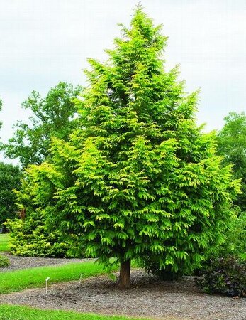 Amber Glow Dawn Redwood
