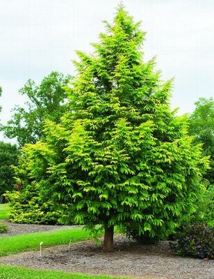 Amber Glow Dawn Redwood