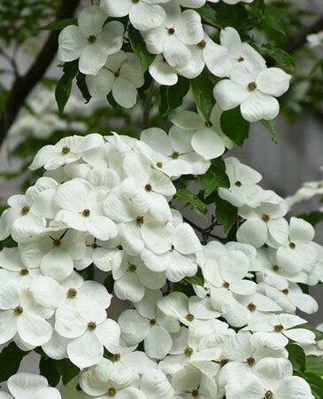 Galaxy (Celestial) Dogwood Tree