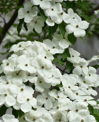 Galaxy (Celestial) Dogwood Tree