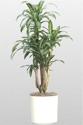 Dracaena Marginata