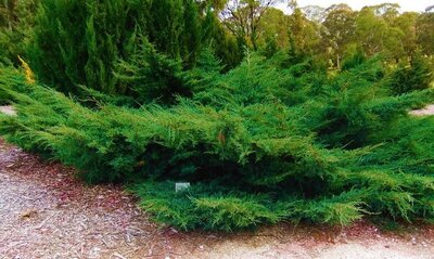 Sea Green Juniper
