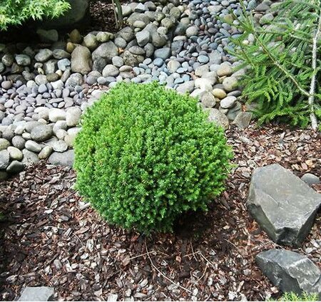 Compressa Dwarf Japanese Cedar