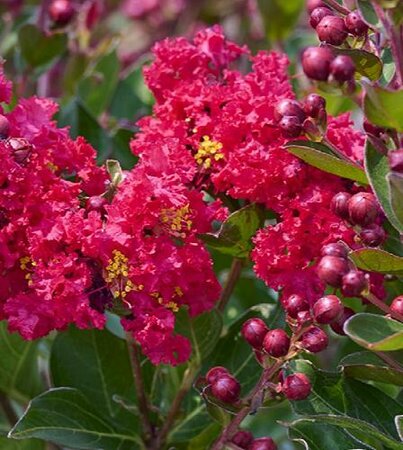Petite Red Crape Myrtle