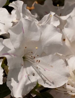 AUTUMN LILY ENCORE AZALEA - image 2