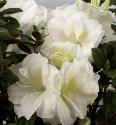 AUTUMN MOONLIGHT ENCORE AZALEA - image 2