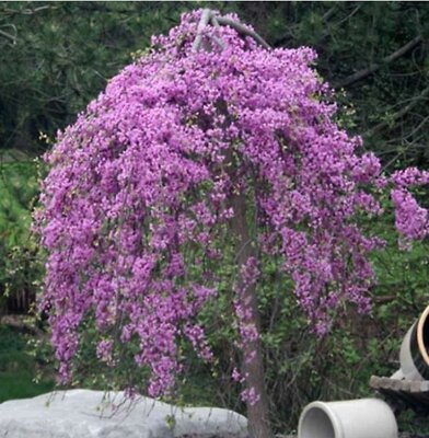 Lavender Twist Weeping Redbud