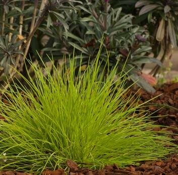 Beyond Gold Fescue Grass