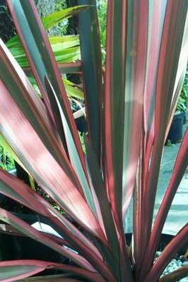 Sundowner New Zealand Flax