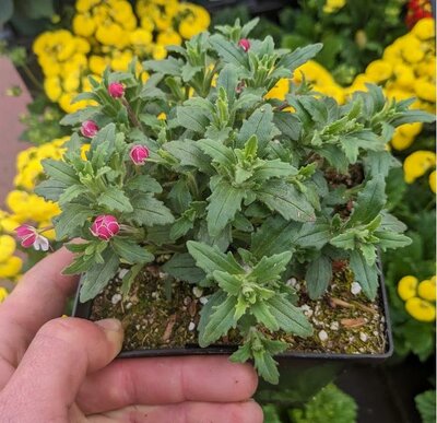 EXOTIC NIGHT-BLOOMING PHLOX (MIDNIG - image 1
