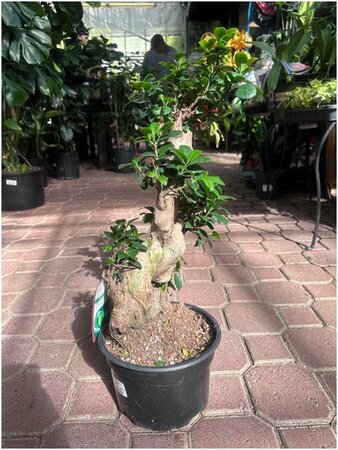 Ficus Ginseng Bonsai S Shape