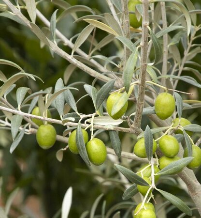 Haas Improved Manzanillo Fruiting Olive