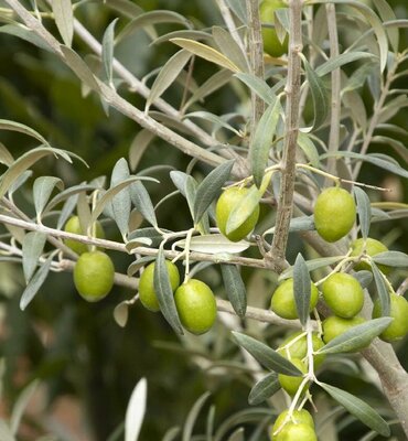 Haas Improved Manzanillo Fruiting Olive