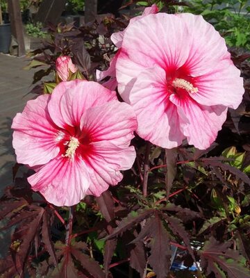 Pink Candy Carousel Hibiscus
