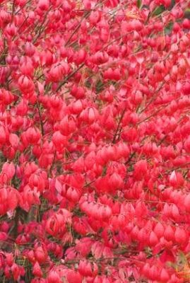 Dwarf Burning Bush