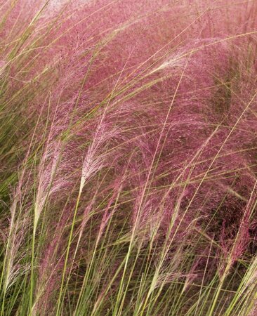 Regal Mist Pink Muhly Grass