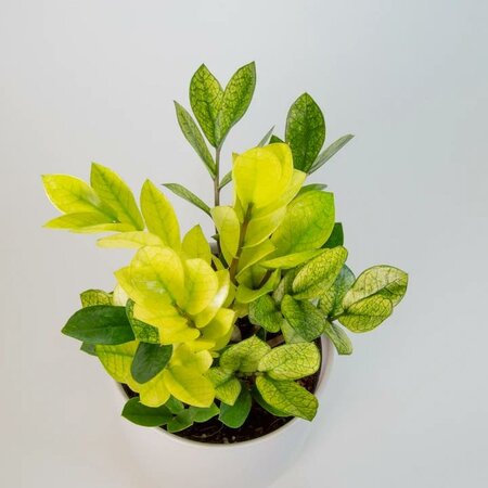 Chameleon Zz Plant