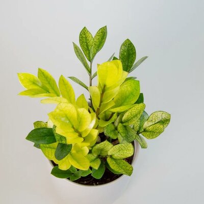 Chameleon Zz Plant
