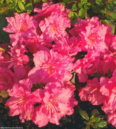 Petticoat Japanese Azalea