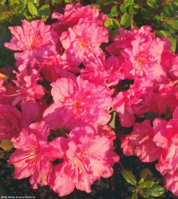 Petticoat Japanese Azalea