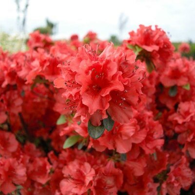 Girard'S Hotshot Azalea