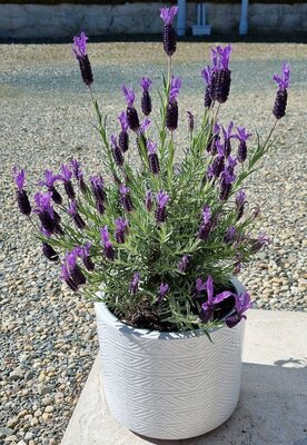 ALEXANDRA SPANISH LAVENDER