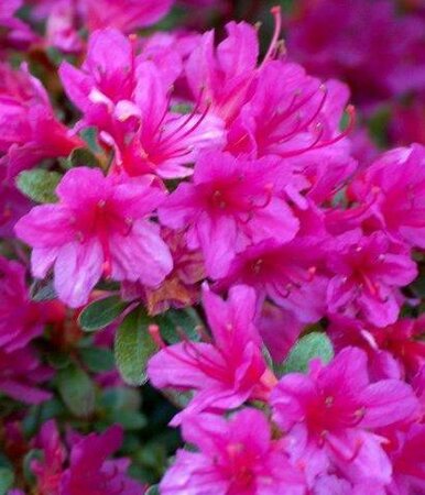 Girard's Fuchsia Azalea - image 1