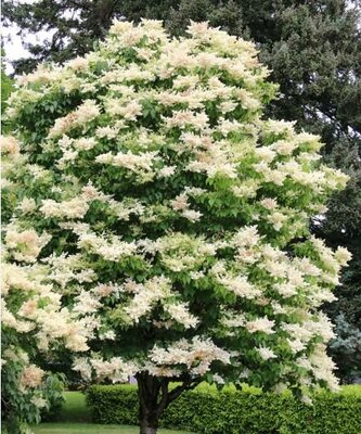 Ivory Silk Lilac Tree