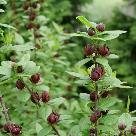 SIMPLY SCENTSATIONAL SWEET SHRUB