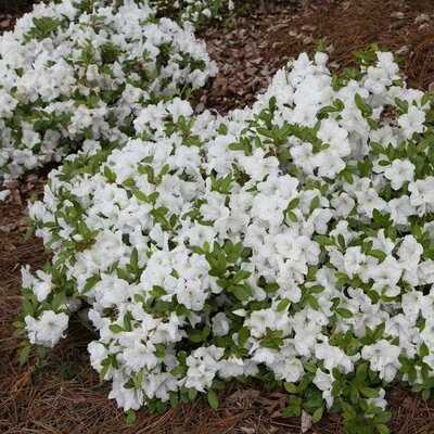 AUTUMN LILY ENCORE AZALEA