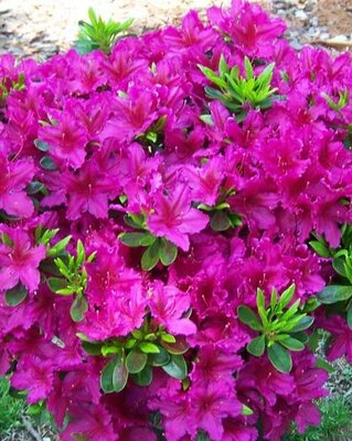 Girard's Fuchsia Azalea - image 2