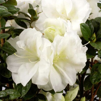 AUTUMN MOONLIGHT ENCORE AZALEA