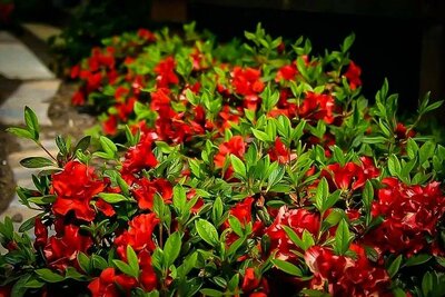 AUTUMN BONFIRE ENCORE AZALEA