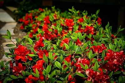 Autumn Bonfire Encore Azalea